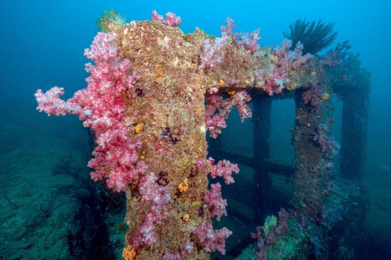 【】2-5 蜈支洲岛区域,人工鱼礁上附着新生的珊瑚。受访者供图.png 警报拉响!地球触发首个“气候临界点”