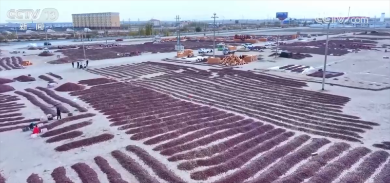 特色产业绘就百姓增收“实景图” 激活乡村振兴“一池春水”