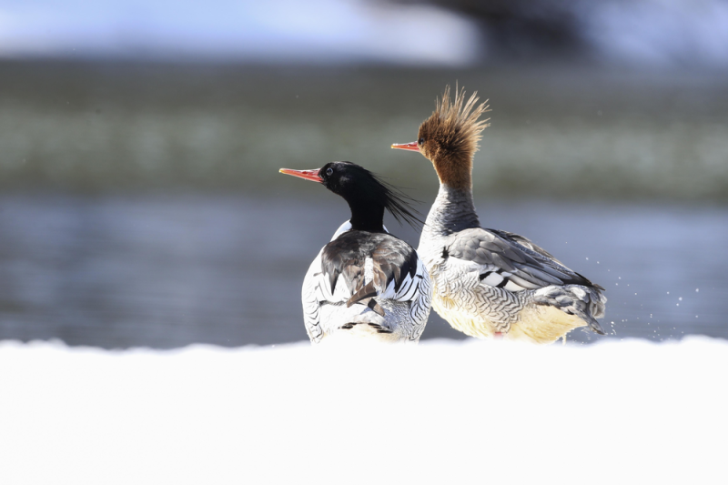 二十四节气看吉林｜小雪：沸雪迎冬热浪涌 烟火暖寒欢意浓