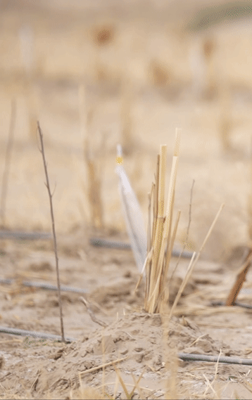 沙海播新绿，50万株苗木陆续扎根塔克拉玛干沙漠