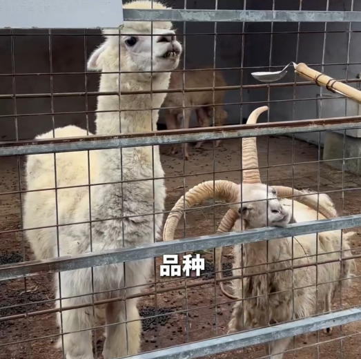 这个深山里的动物园，藏不住了！