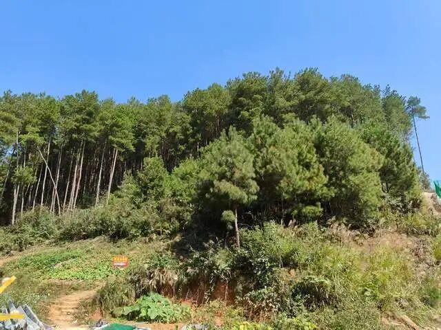 这个深山里的动物园，藏不住了！