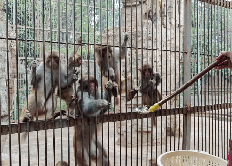 这个深山里的动物园，藏不住了！
