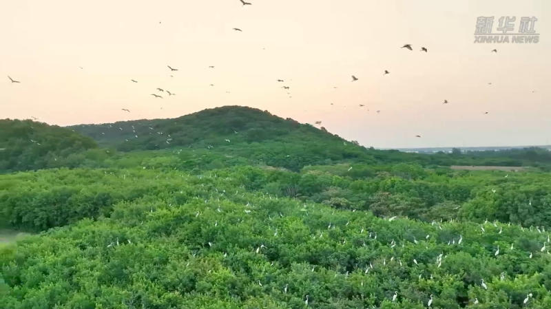 四中全会精神在基层丨筑牢生态安全屏障:水清岸绿处 百鸟引“巢”来