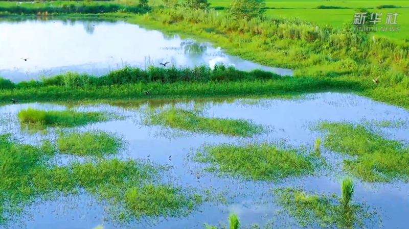 四中全会精神在基层丨筑牢生态安全屏障:水清岸绿处 百鸟引“巢”来