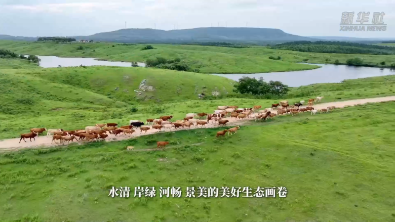 四中全会精神在基层丨筑牢生态安全屏障:水清岸绿处 百鸟引“巢”来