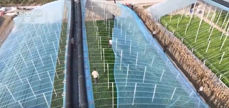 各地多举措应对寒潮降温天气 保障市民“菜篮子”供应稳定