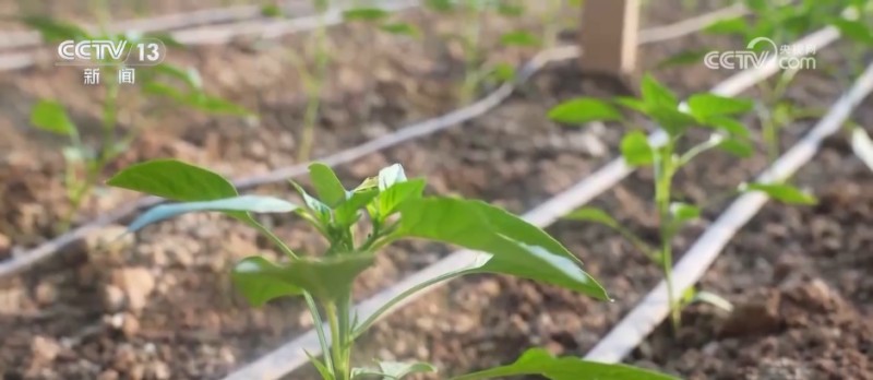 各地多举措应对寒潮降温天气 保障市民“菜篮子”供应稳定