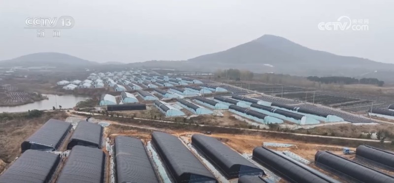 寒潮来袭 多地农业部门全力做好粮食抢收和防寒保暖工作