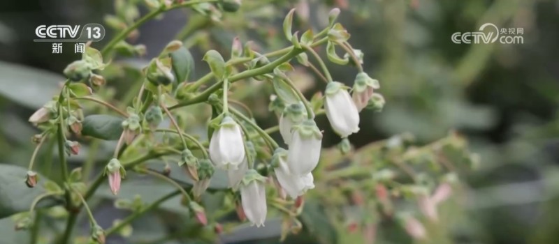 寒潮来袭 多地农业部门全力做好粮食抢收和防寒保暖工作