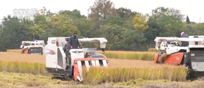 寒潮来袭 多地农业部门全力做好粮食抢收和防寒保暖工作