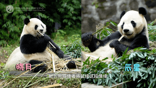 大熊猫“辰星”“晓月”抵达马来西亚