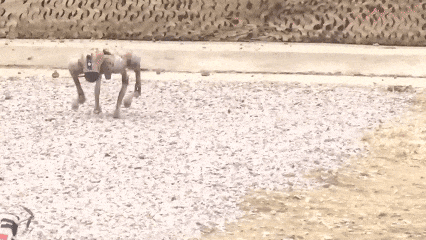 视频丨无人潜航器、磁探机器狗组团出击 实训现场画面公布