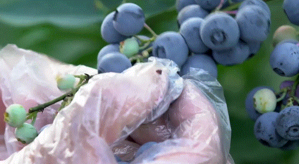 眼科医生提醒！近视的人少吃甜食