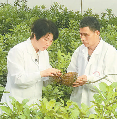 小柚子长成大产业（乡村观察）