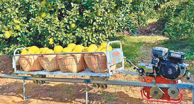 小柚子长成大产业（乡村观察）