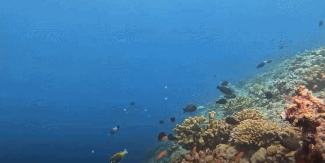 视频丨最新画面公布！第一视角带你看黄岩岛水下风光