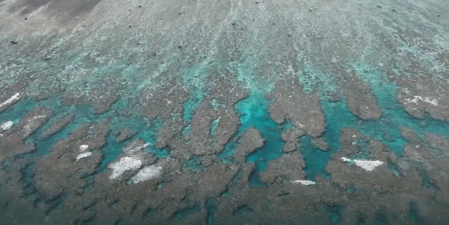 视频丨最新画面公布！第一视角带你看黄岩岛水下风光