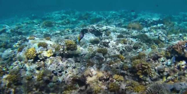 视频丨最新画面公布！第一视角带你看黄岩岛水下风光