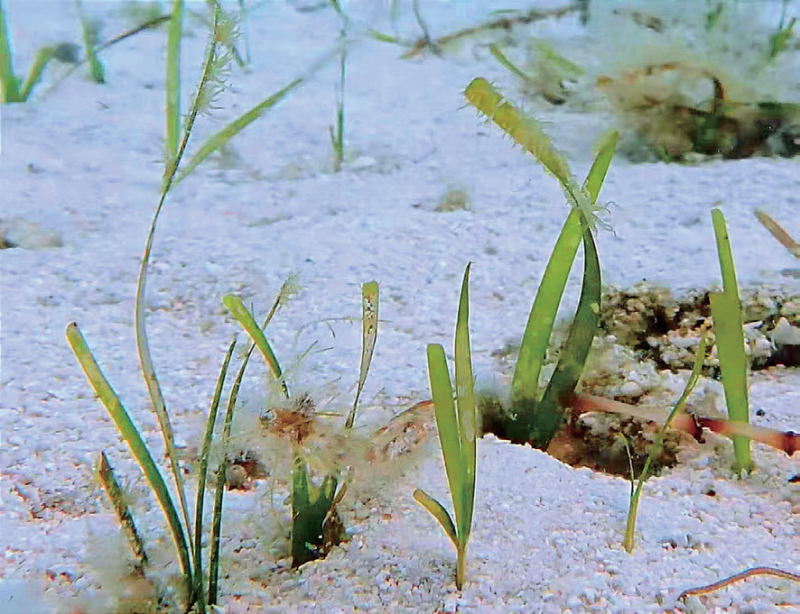 视频丨最新画面公布！第一视角带你看黄岩岛水下风光