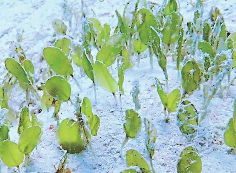 视频丨最新画面公布！第一视角带你看黄岩岛水下风光