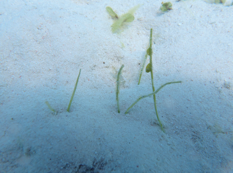 视频丨最新画面公布！第一视角带你看黄岩岛水下风光