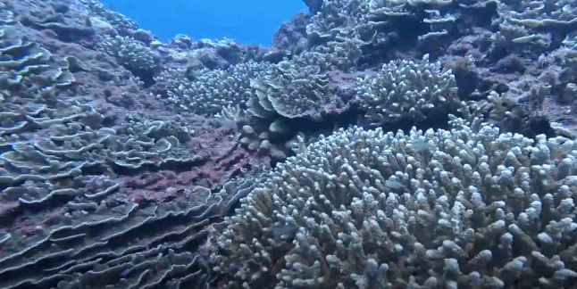 视频丨最新画面公布！第一视角带你看黄岩岛水下风光