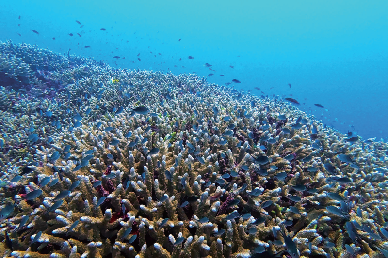 视频丨最新画面公布！第一视角带你看黄岩岛水下风光