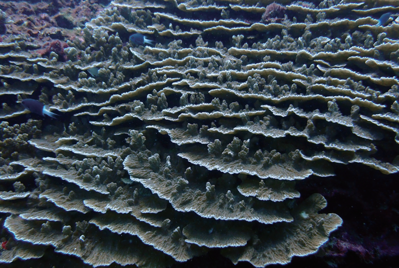 视频丨最新画面公布！第一视角带你看黄岩岛水下风光