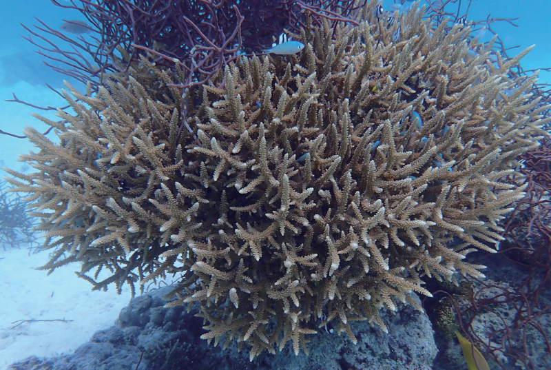 视频丨最新画面公布！第一视角带你看黄岩岛水下风光