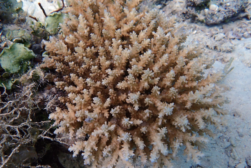 视频丨最新画面公布！第一视角带你看黄岩岛水下风光