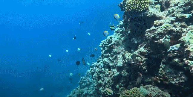 视频丨最新画面公布！第一视角带你看黄岩岛水下风光