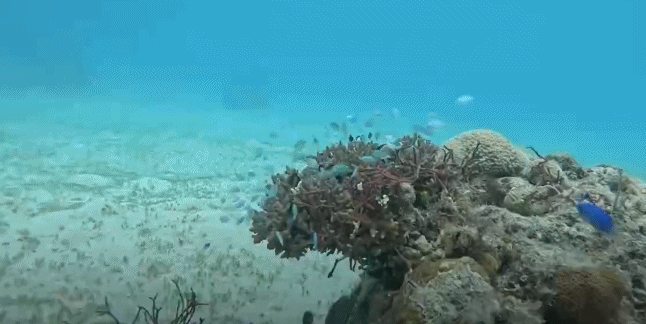 视频丨最新画面公布！第一视角带你看黄岩岛水下风光