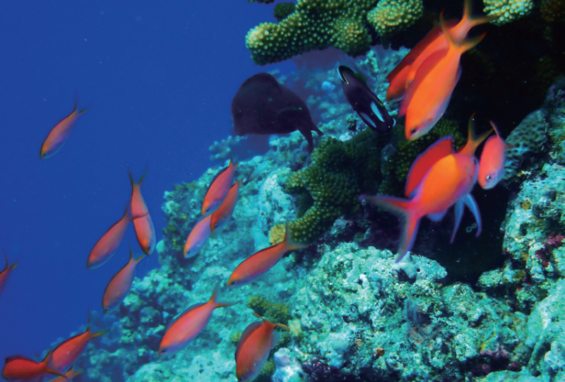 视频丨最新画面公布！第一视角带你看黄岩岛水下风光