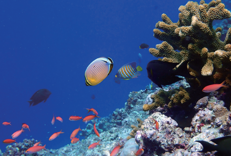 视频丨最新画面公布！第一视角带你看黄岩岛水下风光