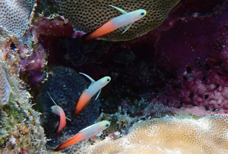 视频丨最新画面公布！第一视角带你看黄岩岛水下风光