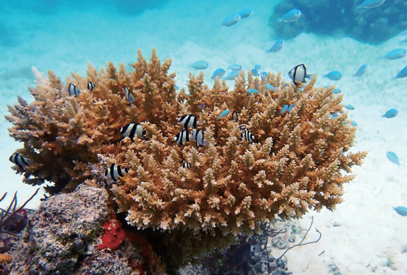 视频丨最新画面公布！第一视角带你看黄岩岛水下风光