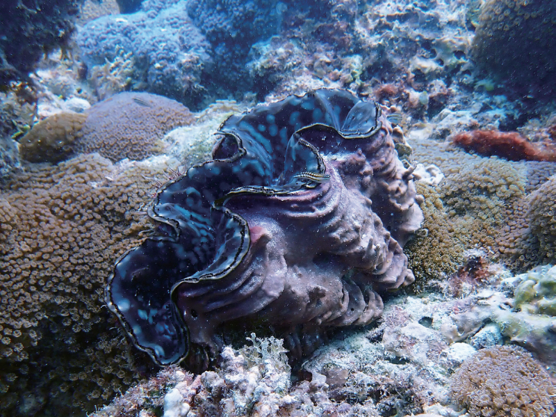 视频丨最新画面公布！第一视角带你看黄岩岛水下风光