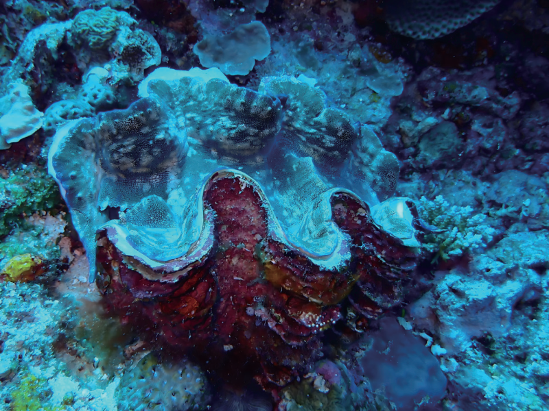 视频丨最新画面公布！第一视角带你看黄岩岛水下风光