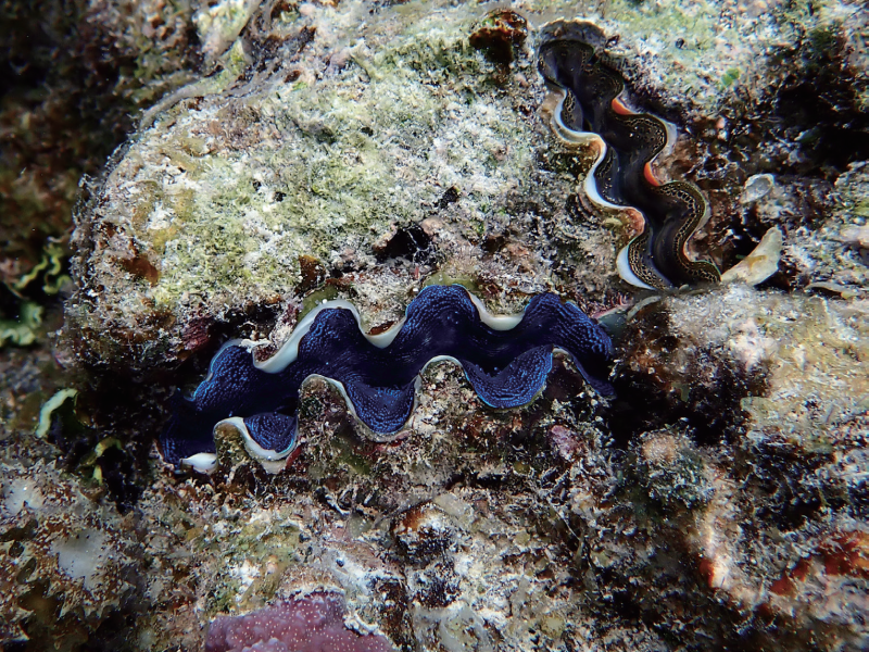 视频丨最新画面公布！第一视角带你看黄岩岛水下风光