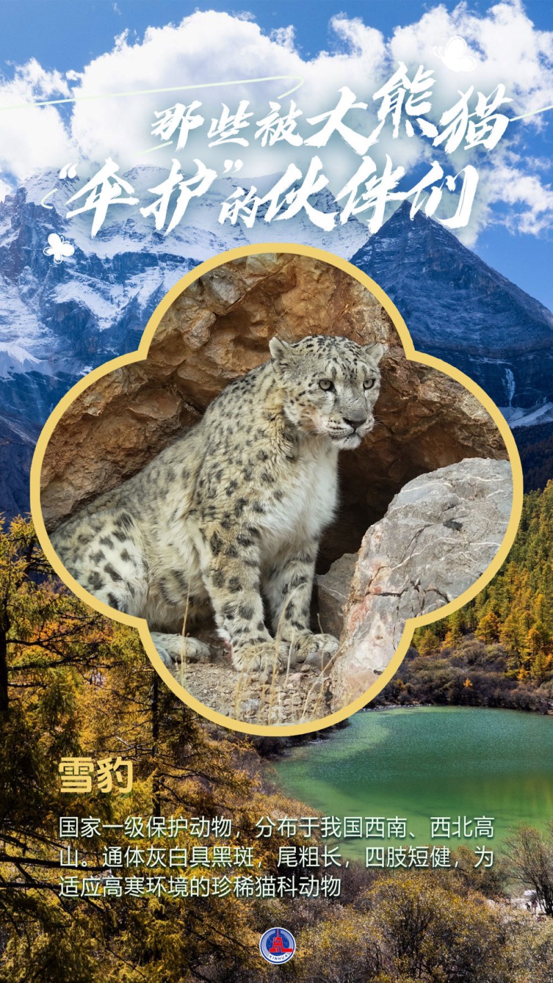 海报丨那些被大熊猫“伞护”的伙伴们