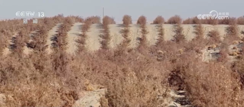 沙漠“盲盒”开出美味物产 解锁“死亡之海”背后的绿色密码