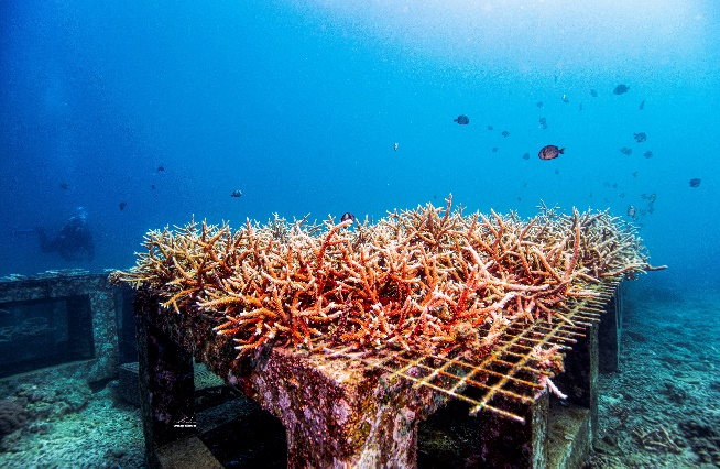 【】0-2蜈支洲岛区域,人工礁体修复退化区域后建立的珊瑚苗圃。受访者供图.png 警报拉响!地球触发首个“气候临界点”