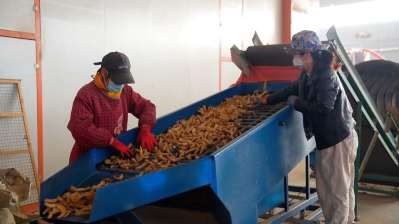 新华视点丨乡村振兴路 绿色富民图