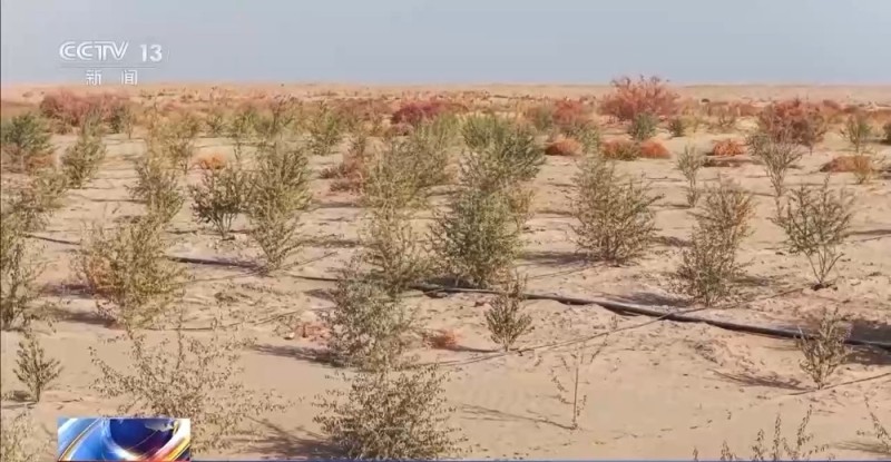 从“死亡之海”到“水产绿洲” 解锁新疆“点沙成金”的密码→