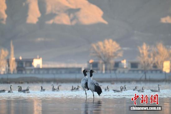西藏：越冬黑颈鹤“做客”林周 绘就生态乐园