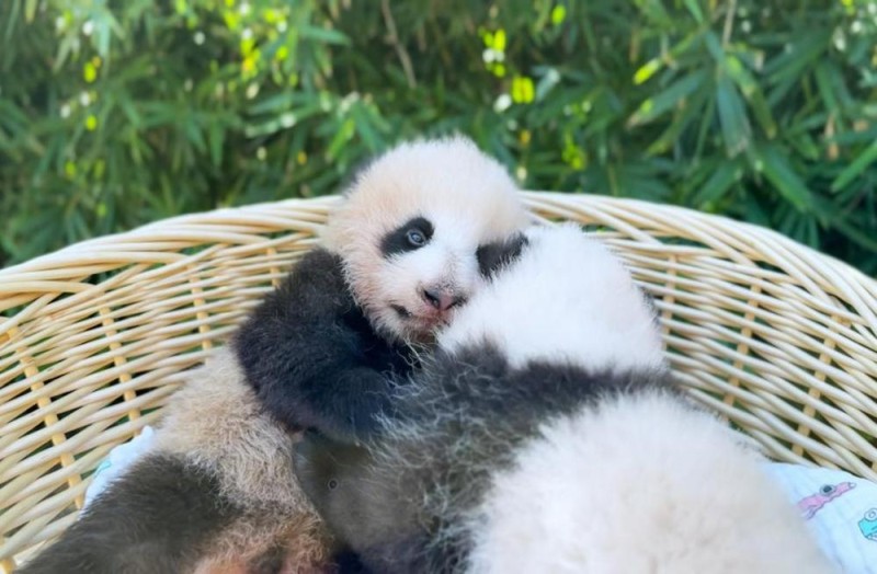上海野生动物园“子二代”大熊猫龙凤胎名字公布