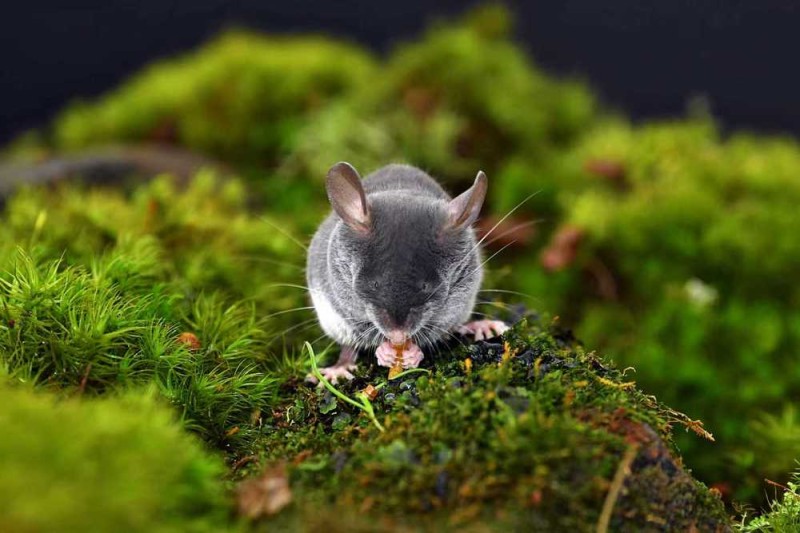眼中的“禁区”为何却是生物多样性宝库？