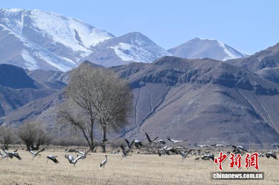 西藏：越冬黑颈鹤“做客”林周 绘就生态乐园