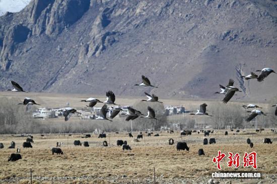 西藏：越冬黑颈鹤“做客”林周 绘就生态乐园
